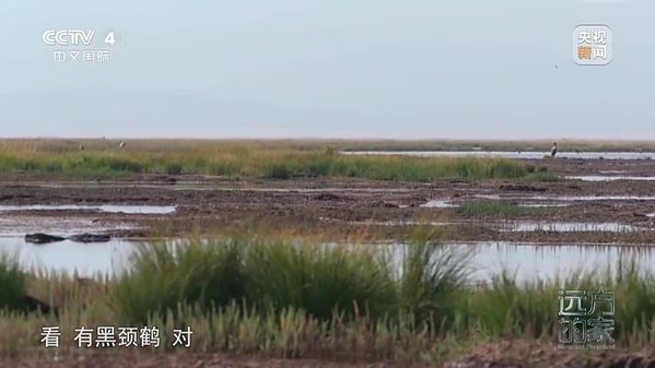 《遠(yuǎn)方的家》中國(guó)自然秘境 高原翠影 生態(tài)綠洲
