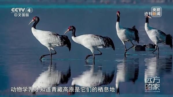 《遠(yuǎn)方的家》秘境之旅 香格里拉的多彩世界