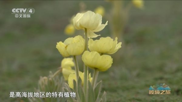《遠(yuǎn)方的家》秘境之旅 曠野中的自然精靈