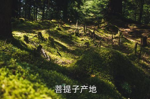  菩提子产地