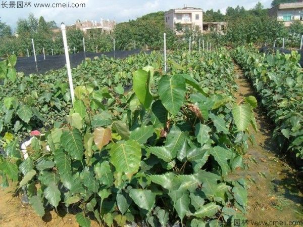 菩提树种子发芽出苗图片