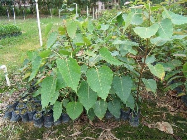 菩提树种子发芽出苗图片