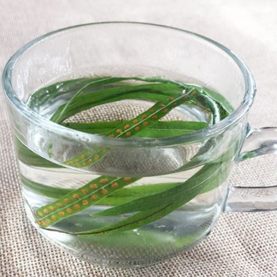 肾精茶