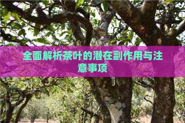 全面解析茶叶的潜在副作用与注意事项