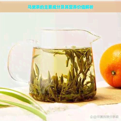 马黛茶的主要成分及其营养价值解析