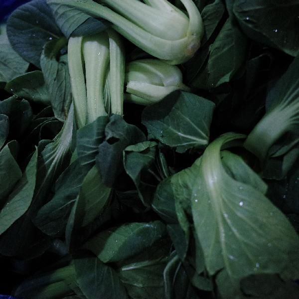 水煮青菜10天减肥10斤可以吗