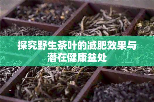 探究野生茶叶的减肥效果与潜在健康益处