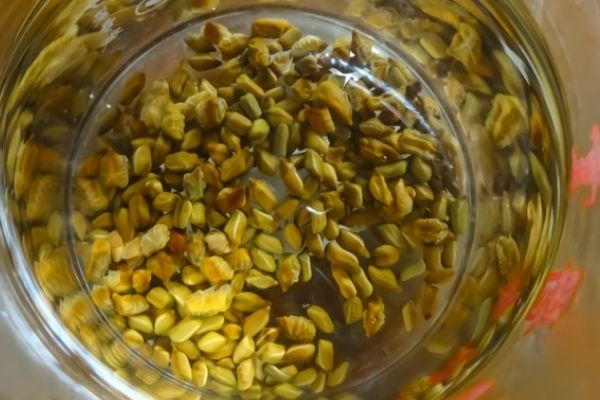 决明子茶的功效与作用，决明子茶天天喝的好处