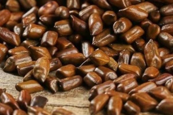 决明子茶的功效与作用，决明子茶天天喝的好处
