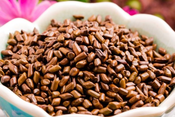 决明子茶的功效与作用，决明子茶天天喝的好处