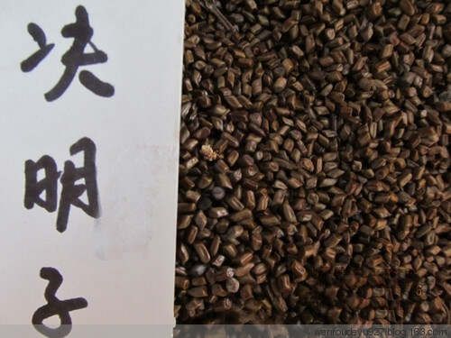 决明子泡水喝有奇效 - 温柔细雨 - 一丝小雨盈盈而落......