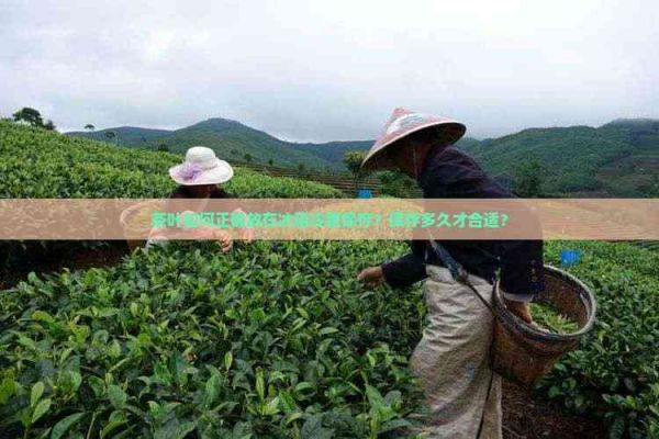 茶叶如何正确放在冰箱冷藏保存？保存多久才合适？