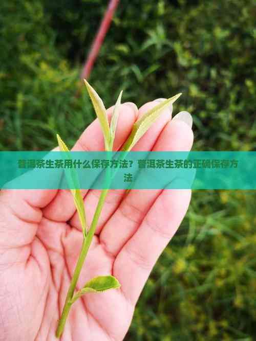 普洱茶生茶用什么保存方法？普洱茶生茶的正确保存方法