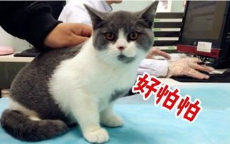 猫咪打疫苗后会出现副作用吗？