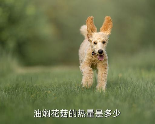 油焖花菇的热量是多少