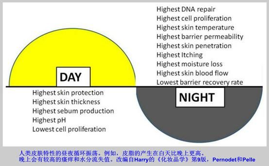 皮肤也有“昼夜节律”，它对皮肤有怎样的作用？
