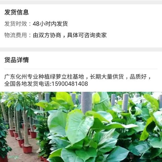  本基地种植大量绿萝柱厂家直销，需要前来批发