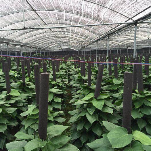 绿萝柱 广东绿萝基地长期出售绿萝，批发！量大价优