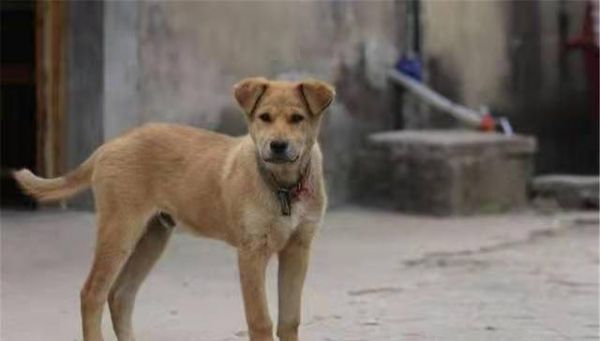 威玛犬看家护院能力如何？