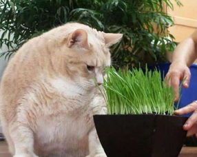 胖猫怎么健康减肥呢？