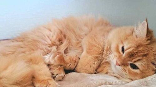 打猫会伤害宠物身心健康吗？