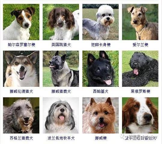 狗狗产后多久恢复体型？关注宠物健康，一起探讨！