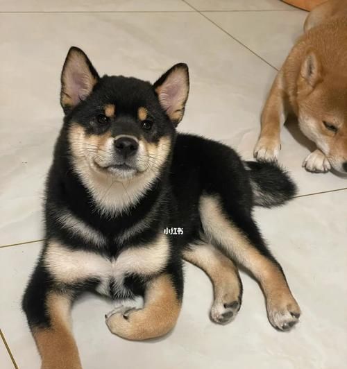 标准柴犬的体型发育及达标情况（以正常柴犬标体柴应该长到多大？你家的柴犬达标了吗？）