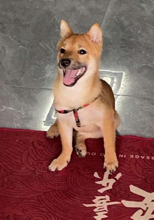 标准柴犬的体型发育及达标情况（以正常柴犬标体柴应该长到多大？你家的柴犬达标了吗？）