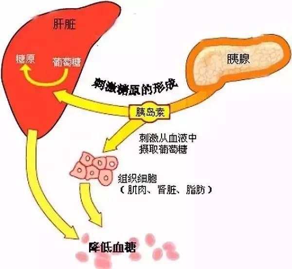 减脂瘦身期间，GI高的食物到底能不能吃？（附常见食物GI表）