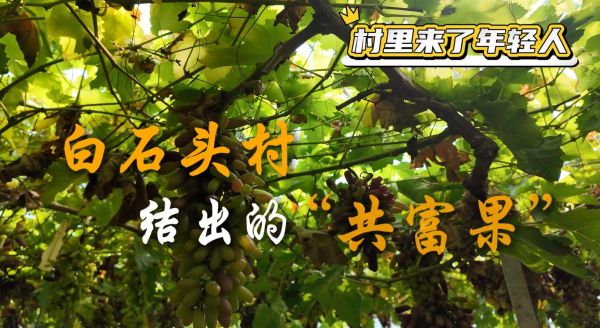 村里来了年轻人——白石头村结出的“共富果”