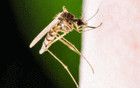 广东一周新增830例基孔肯雅热本地病例