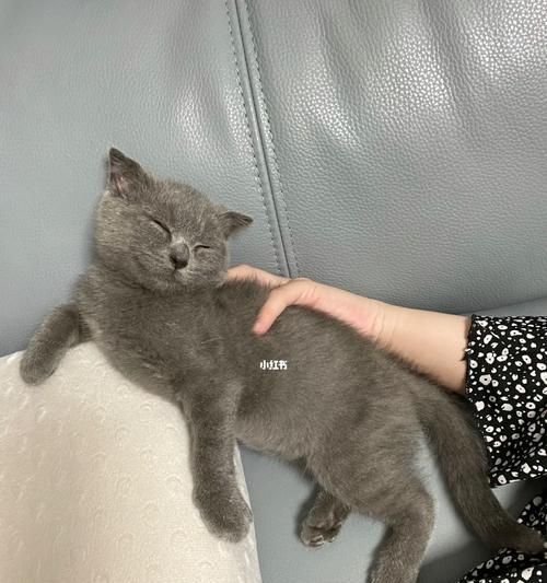 蓝猫的体重随年龄变化的研究（蓝猫标准体重对照表和成长趋势分析）