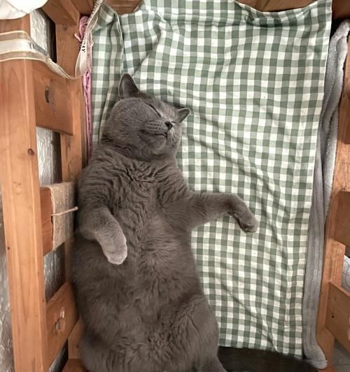 蓝猫的体重随年龄变化的研究（蓝猫标准体重对照表和成长趋势分析）