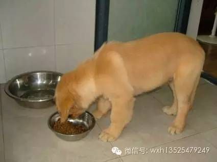 狗狗换粮后会有什么变化？