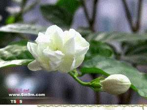 北师大版心理健康教育高一全一册《15 《花开应有时》课件》课件.ppt