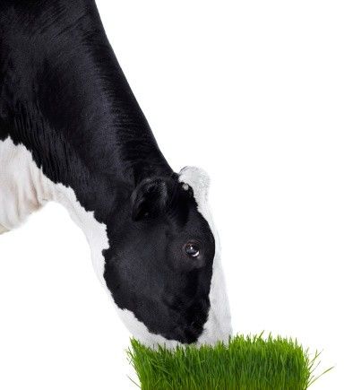 有機(jī)牛奶更健康？