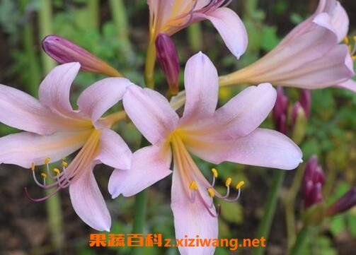 鹿蔥花的藥用價值