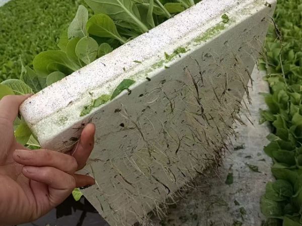 武漢粉狀育苗基質(zhì)哪里有,育苗基質(zhì)