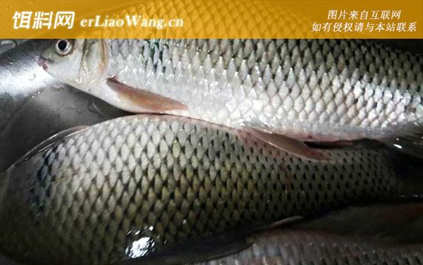 土鯪魚:分布范圍