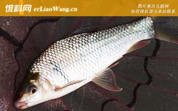 土鯪魚:魚種論述