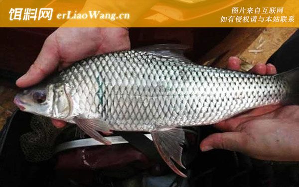 土鯪魚:形態(tài)特征