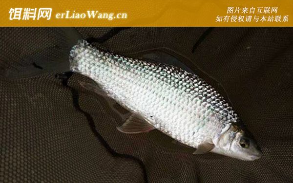 土鯪魚:生活習(xí)性