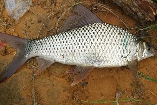 土鯪魚(yú)簡(jiǎn)介，是卵生型魚(yú)類