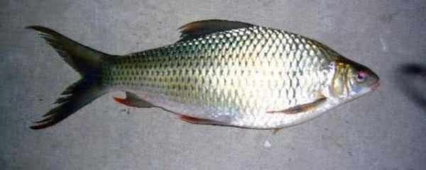 土鯪魚(yú)簡(jiǎn)介，是卵生型魚(yú)類