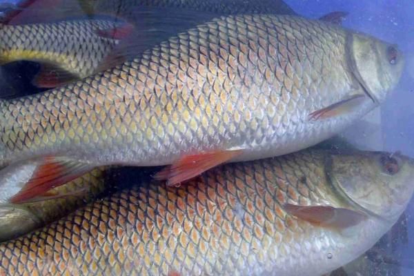 土鯪魚(yú)簡(jiǎn)介，是卵生型魚(yú)類