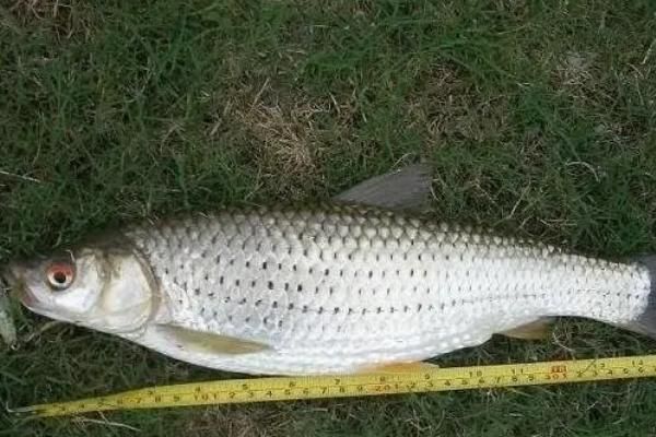 土鯪魚(yú)簡(jiǎn)介，是卵生型魚(yú)類