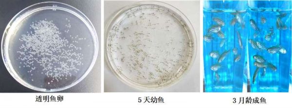 重慶醫(yī)科大學(xué)附屬兒童醫(yī)院斑馬魚平臺(tái)正式啟用