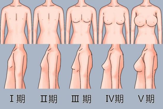 女孩正常乳房發(fā)育圖