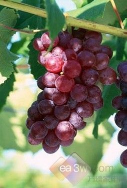 15種清理體內(nèi)垃圾的排毒瘦身食品