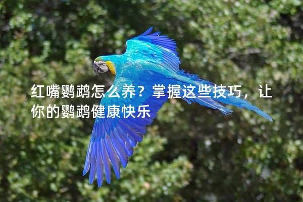 紅嘴鸚鵡怎么養(yǎng)？掌握這些技巧，讓你的鸚鵡健康快樂